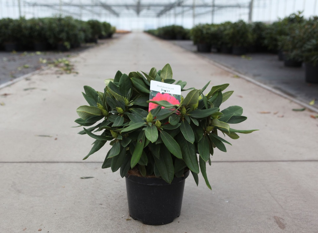 [P] Rhododendron (Y) 'Dopey' cont. 5L 30-40 cm +B