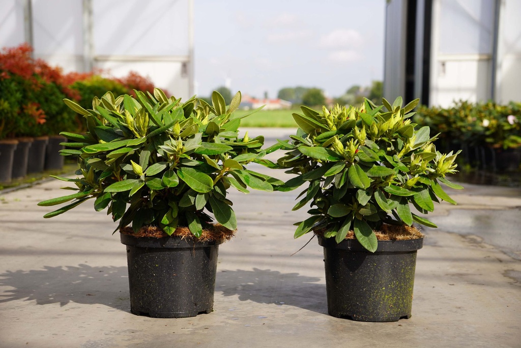 [P] Rhododendron (Y) 'Dopey' cont. 5L 30-40 cm +f