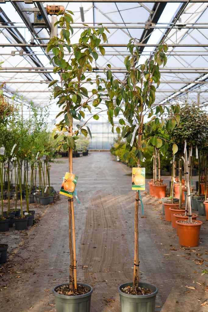 [P] Diospyros kaki 'Vaniglia' cont. 12L half standard +p