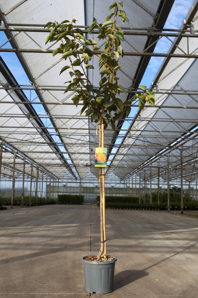 Diospyros kaki 'Vaniglia' cont. 12L half standard +p