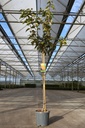 Diospyros kaki 'Vaniglia' cont. 12L halfstam +f