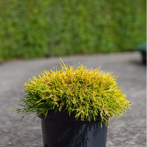 [P] Chamaecyparis pisifera 'Filifera Aurea' cont. 7,5L 40/+ cm