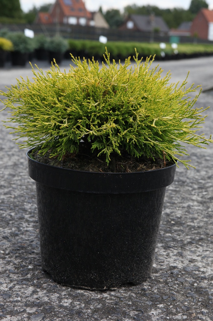 Chamaecyparis pisifera 'Filifera Aurea' cont. 7,5L 40/+ cm