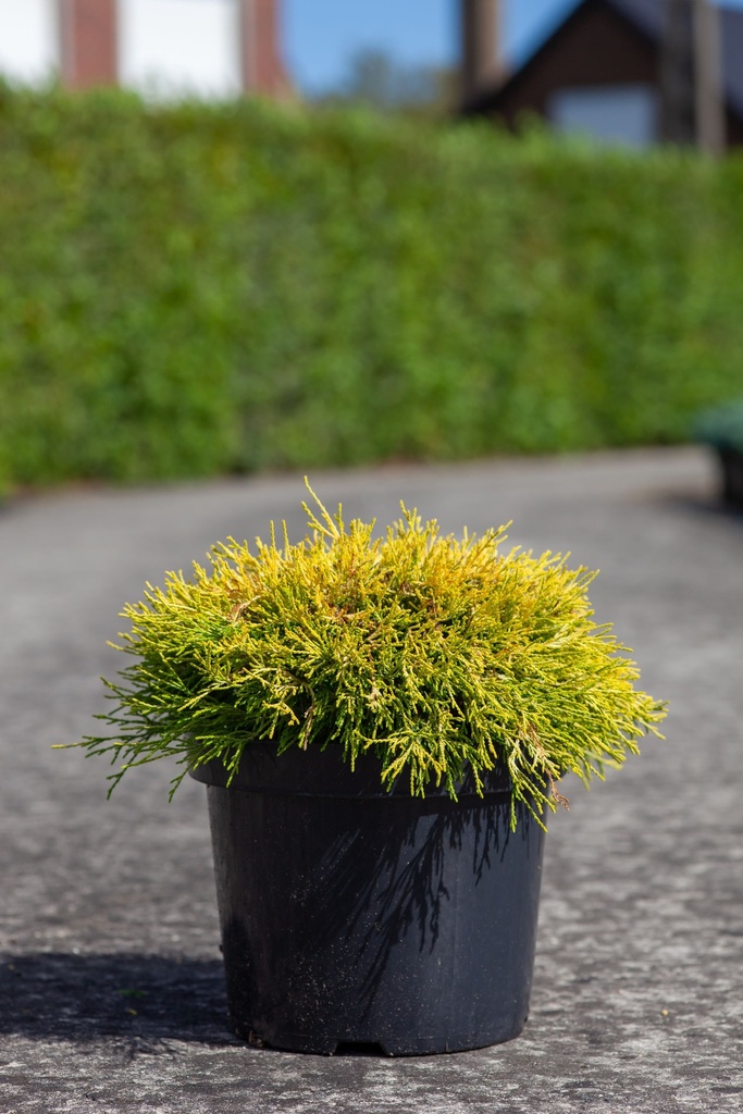 [P] Chamaecyparis pisifera 'Filifera Aurea' cont. 7,5L 40/+ cm