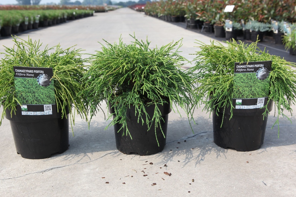 Chamaecyparis pisifera 'Filifera Nana' cont. 3L 25/+ cm +f