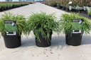 Chamaecyparis pisifera 'Filifera Nana' cont. 3L 25/+ cm +ф
