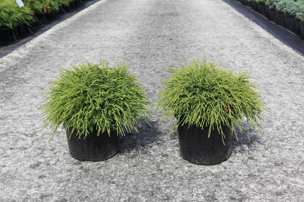 Chamaecyparis pisifera 'Filifera Nana' cont. 7,5L 30-40 cm