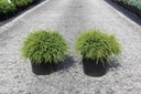 Chamaecyparis pisifera 'Filifera Nana' Kont. 7,5L 30-40 cm
