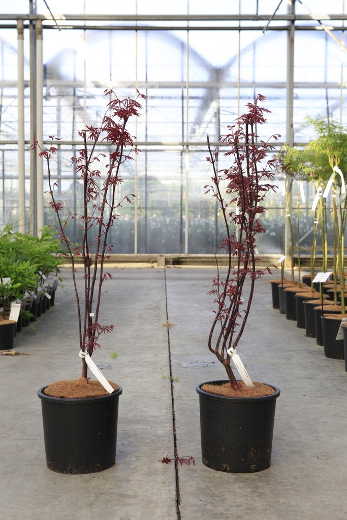 Acer palmatum 'Red Emperor' Kont. 15L 100-125 cm
