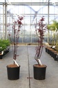 Acer palmatum 'Red Emperor' cont. 15L 100-125 cm