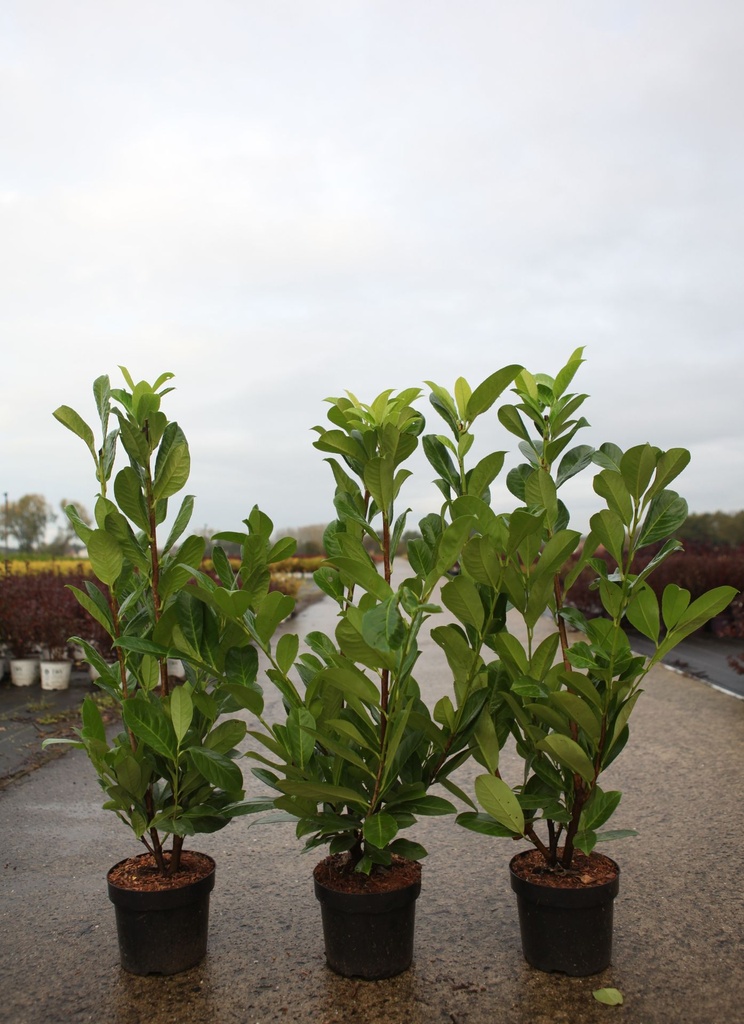 Prunus (L) laurocerasus 'Novita' cont. 3,6L 60-80 cm +p