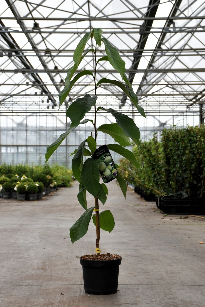 [P] Asimina triloba 'Rebeccas Gold' cont. 5L 50-60 cm +f