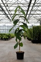 Asimina triloba 'Rebeccas Gold' конт. 5L 50-60 cm +ф