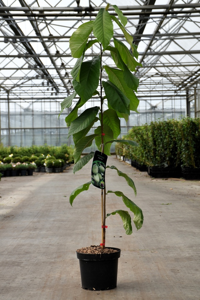 [P] Asimina triloba 'Halvin' cont. 5L 50-60 cm +ф