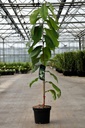 Asimina triloba 'Halvin' poj. 5L 50-60 cm +f