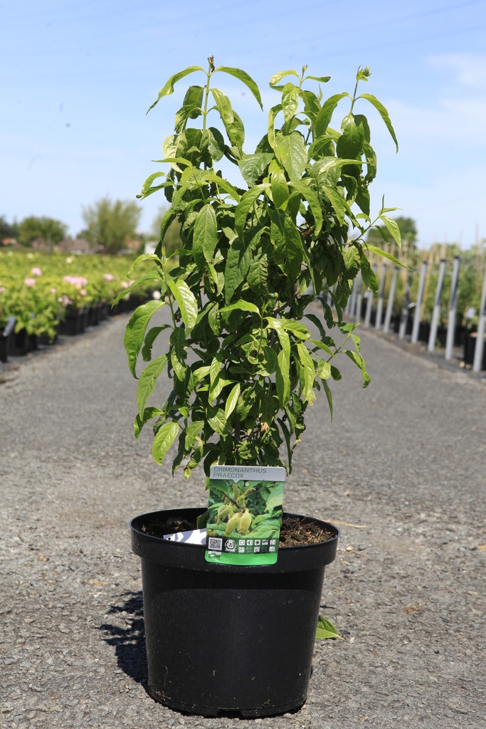 [P] Chimonanthus praecox cont. 10L 60-80 cm +f