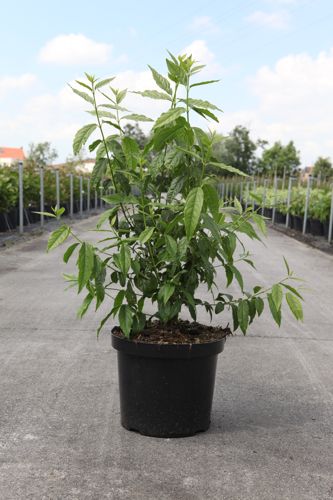 [P] Chimonanthus praecox cont. 10L 60-80 cm +p