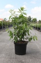 Chimonanthus praecox cont. 10L 60-80 cm +ф