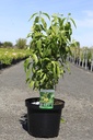 Chimonanthus praecox cont. 10L 60-80 cm +p