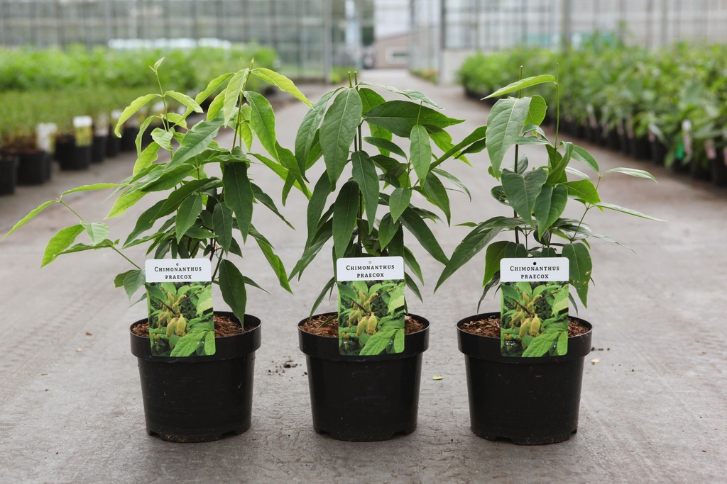 Chimonanthus praecox cont. 3,6L 30-40 cm +B