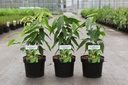 Chimonanthus praecox cont. 3,6L 30-40 cm +ф
