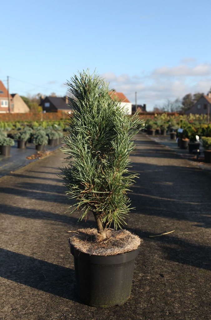 Pinus sylvestris 'Fastigiata' cont. 7,5L 40-50 cm