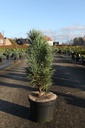 Pinus sylvestris 'Fastigiata' cont. 7,5L 40-50 cm