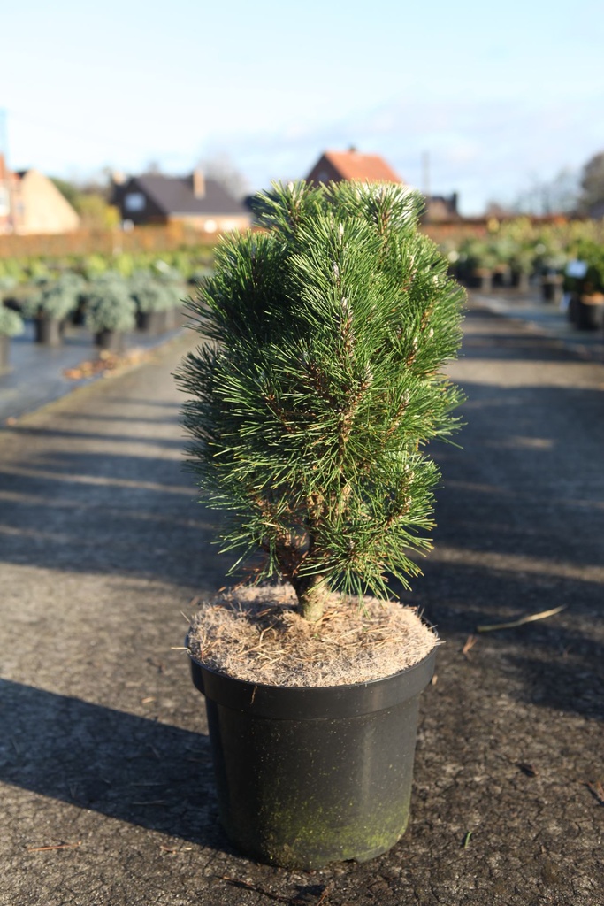 Pinus nigra 'Richard' cont. 7,5L 40-50 cm