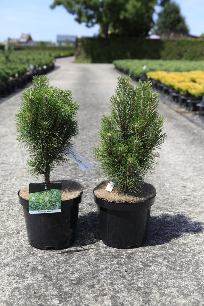 [P] Pinus nigra 'Richard' cont. 7,5L 40-50 cm