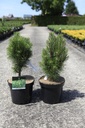 Pinus nigra 'Richard' Kont. 7,5L 40-50 cm