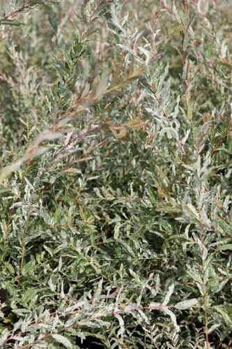 Salix integra 'Hakuro-nishiki' cont. 7,5L 150 cm stam