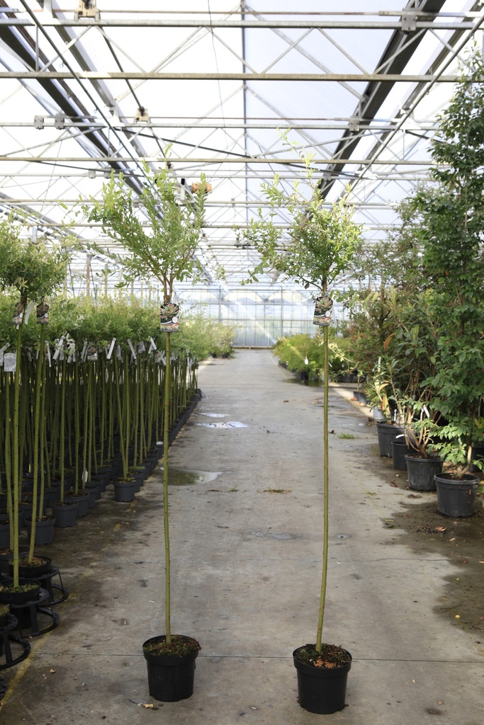 [P] Salix integra 'Hakuro-nishiki' cont. 7,5L 150 cm stam