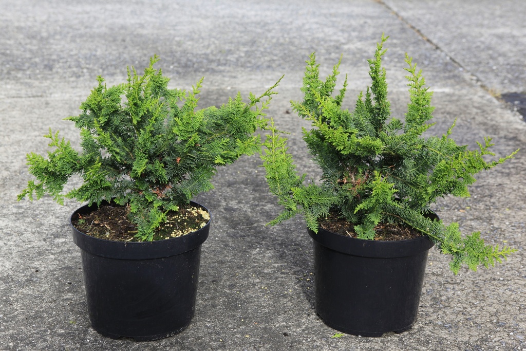 [P] Chamaecyparis pisifera 'Teddy Bear' cont. 7,5L 40/+ cm