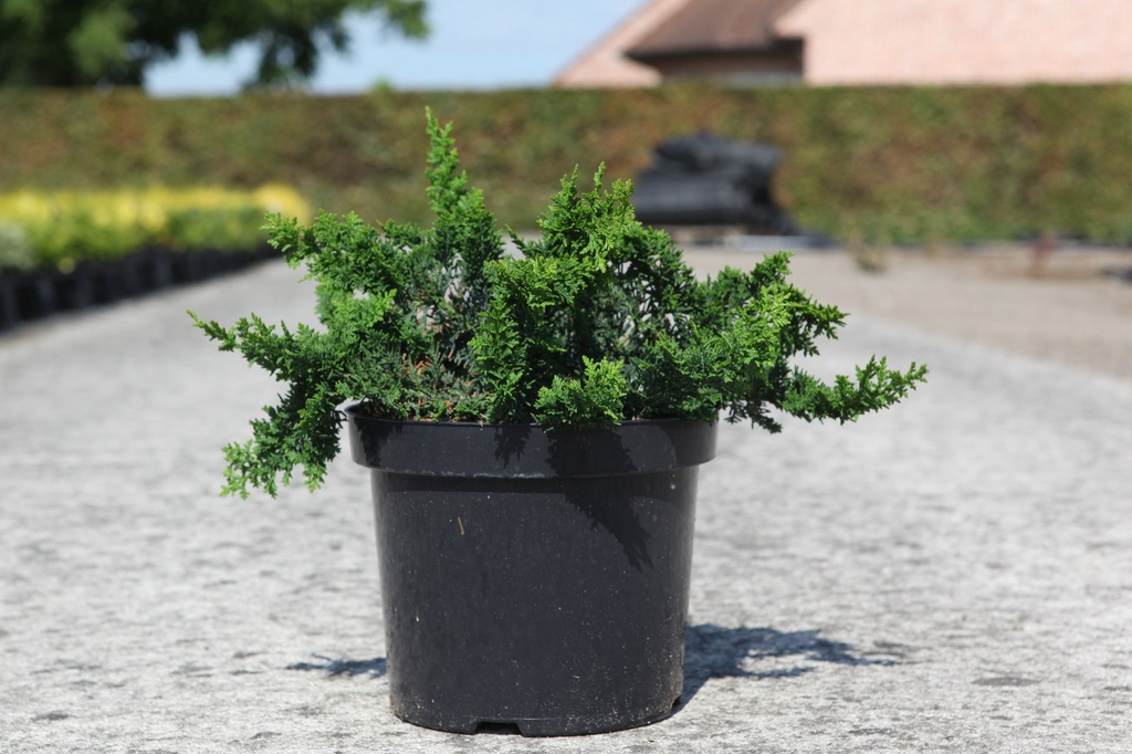 Chamaecyparis pisifera 'Teddy Bear' cont. 7,5L 40/+ cm