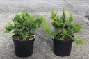 Chamaecyparis pisifera 'Teddy Bear' Kont. 7,5L 40/+ cm