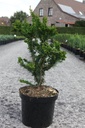 Chamaecyparis pisifera 'Teddy Bear' cont. 7,5L 40/+ cm