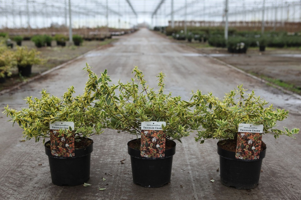 Abelia grandiflora TRICOLOR CHARM (PBR) cont. 3,6L 30/+ cm +p