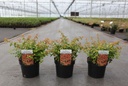 Abelia grandiflora CARAMEL CHARM (PBR) cont. 3,6L 30/+ cm +p