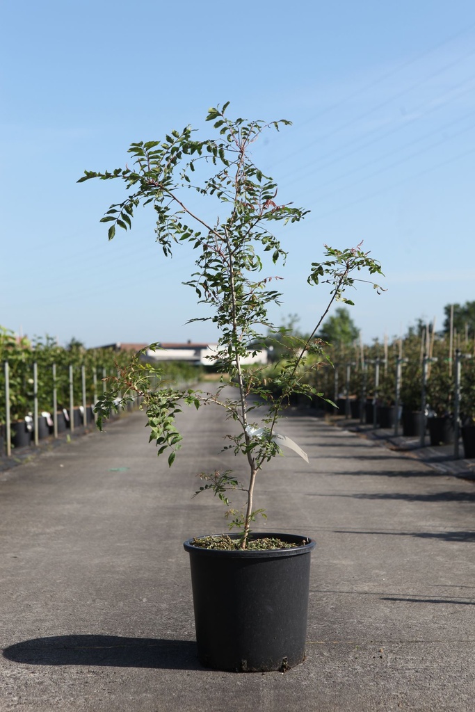 Pistacia chinensis cont. 15L 80-100 cm