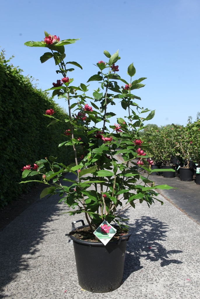 [P] Calycanthus Proven Winners® 'Aphrodite' cont. 35L 150/+ cm +p