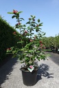 Calycanthus Proven Winners® 'Aphrodite' cont. 35L 150/+ cm +f