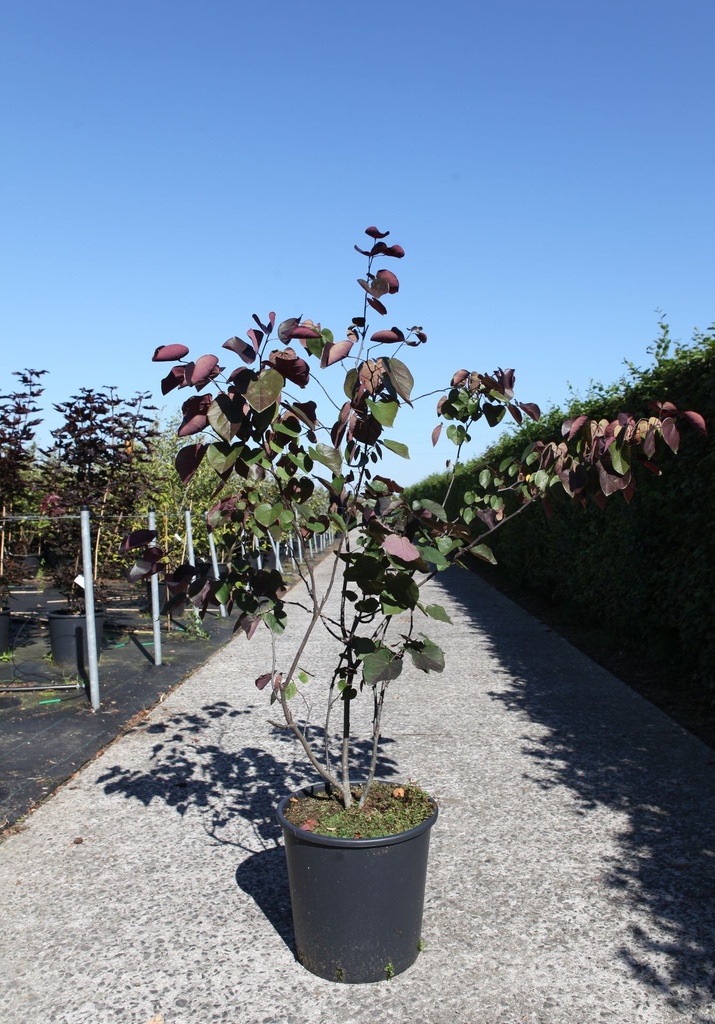 [P] Cercis canadensis 'Merlot' cont. 25L 150/+ cm
