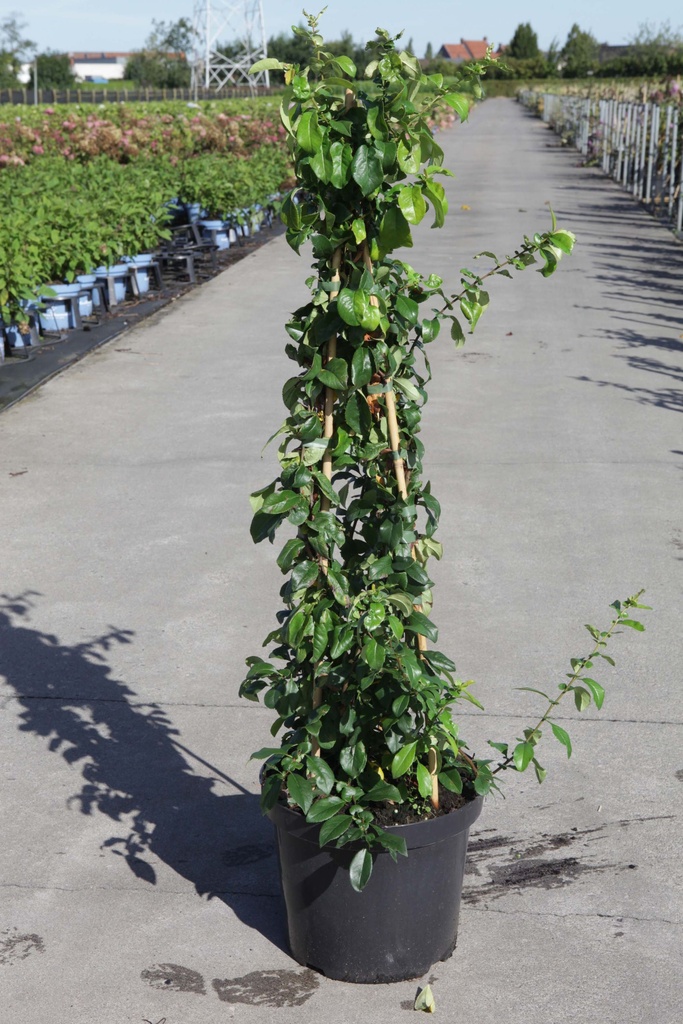 Chaenomeles superba 'Cameo' cont. 10L 80-90 cm pyramid +ф