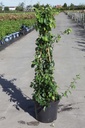 Chaenomeles superba 'Cameo' cont. 10L 80-90 cm Pyramide +B