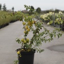 Chaenomeles superba 'Cameo' cont. 10L 80-90 cm pyramid +ф