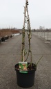 Chaenomeles superba 'Cameo' cont. 10L 80-90 cm pyramid +p