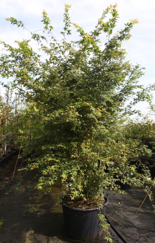 [P] Acer palmatum cont. 160L 250-300 cm