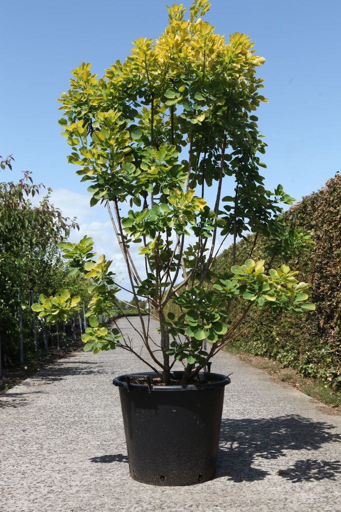 Cotinus coggygria GOLDEN SPIRIT (PBR) cont. 50L 150/+ cm