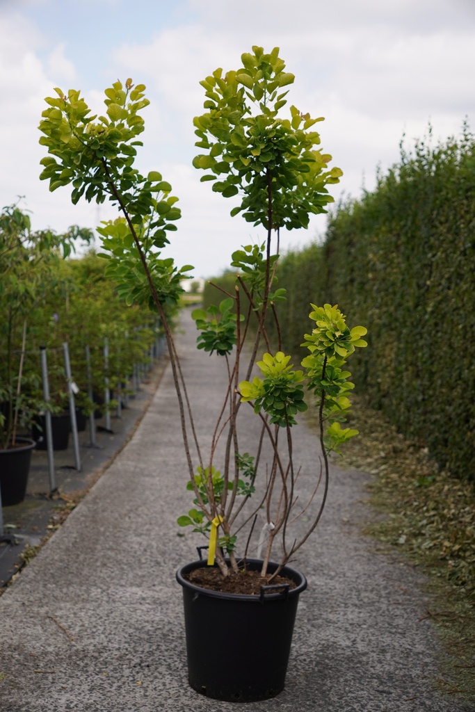 [P] Cotinus coggygria GOLDEN SPIRIT (PBR) cont. 50L 150/+ cm