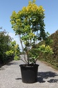 Cotinus coggygria GOLDEN SPIRIT (PBR) cont. 50L 150/+ cm